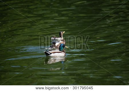 Male And Female Ducks As Couple Are Seeming To Have A Fun Time In The Middle Of The Green Water