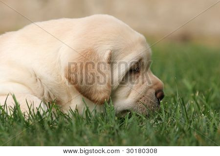 Cachorro Labrador en la hierba en el perfil