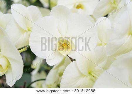 A Bunch Of Blooming Spotted Moth Orchids, Phalaenopsis Cultivars Sogo Yukidian.