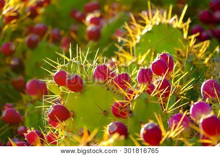 Pink Prickly Pears Cactus In Sunlight Macro.