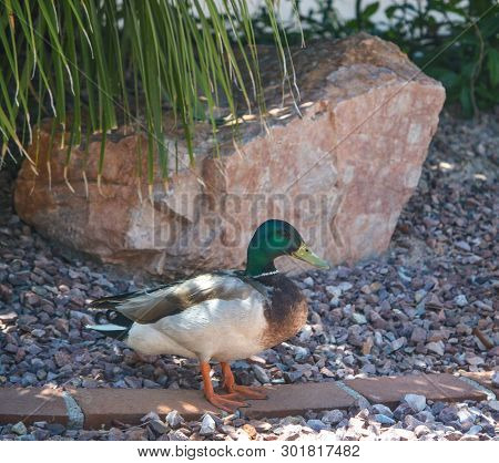 Mallard Duck (anas Platyrhynchos) Resting Poolside In Glendale, Maricopa County, Arizona Usa