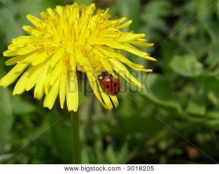 Diente de León con Mariquita