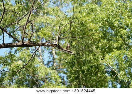Thrush Sits On A Tree Branch On A Bright Sunny Day
