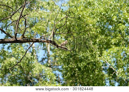Thrush Sits On A Tree Branch On A Bright Sunny Day