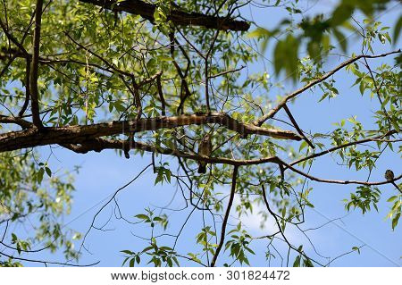 Thrush Sits On A Tree Branch On A Bright Sunny Day