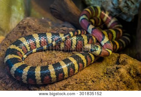 Closeup Of A Arizona Mountain King Snake, Vivid Colored Tropical Serpent From America, Popular Repti
