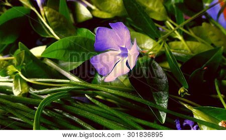 Flowers And Leaves Of Periwinkle. First Spring Flowers