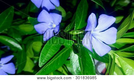 Flowers And Leaves Of Vinka. First Spring Flowers