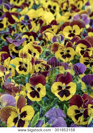 Summer Flower Nature Background. Many Blooming Flowers Voila. Vertical View