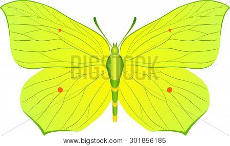 Gonepteryx Rhamni Yellow Butterfly Vector Image For Web Design And Print