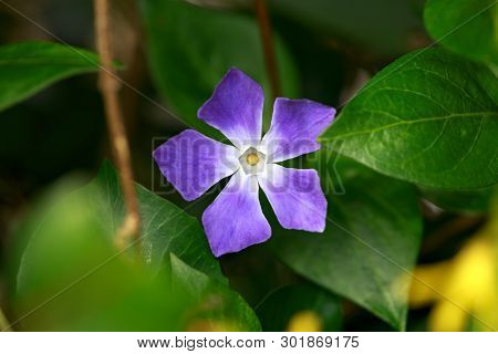 Periwinkle, Vinca Minor, Plant With Flowers Inspring Garden.