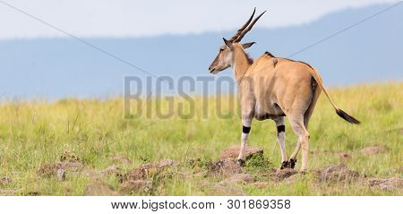 Elend Antilope In The Kenyan Savanna Between The Different Plants
