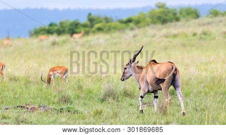 Elend Antilope In The Kenyan Savanna Between The Different Plants