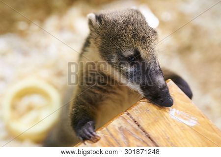 Little Coati Leans On A Chair For Any Purpose