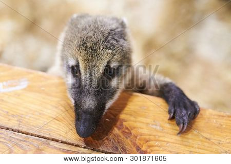 Little Coati Leans On A Chair For Any Purpose