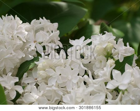 White Lilac Flowers With Buds For A Background, Spring Garden, Syringe Vulgaris.