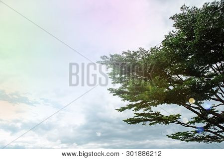Beautiful Branches And Green Leaver Of Big Tree With Pastel Color Of Sky Background,beauty By Nature