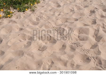 Blue Tongue Lizard Spoor On The Sand. Wild Reptile Footprints On The Ground