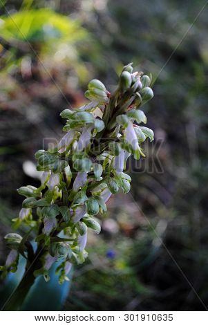 Barlia Robertiana Wild Macro Flower Orchidaceae Family Background Wallpaper Fine Prints Products