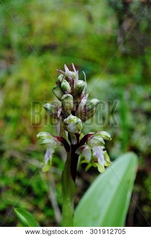 Barlia Robertiana Wild Macro Flower Orchidaceae Family Background Wallpaper Fine Prints Products