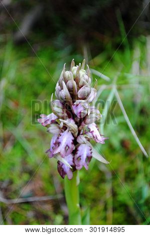 Barlia Robertiana Wild Macro Flower Orchidaceae Family Background Wallpaper Fine Prints Products