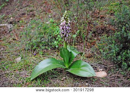 Barlia Robertiana Wild Macro Flower Orchidaceae Family Background Wallpaper Fine Prints Products