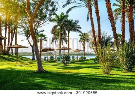 Meadow With Fresh Green Grass And Palm Trees On A Coast Of River Nile, Egypt