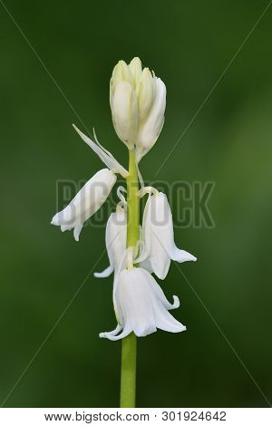Close Up Of A White Bluebell (hyacinhoides Non-scripta) Flower In Bloom