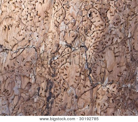 Wormy hout