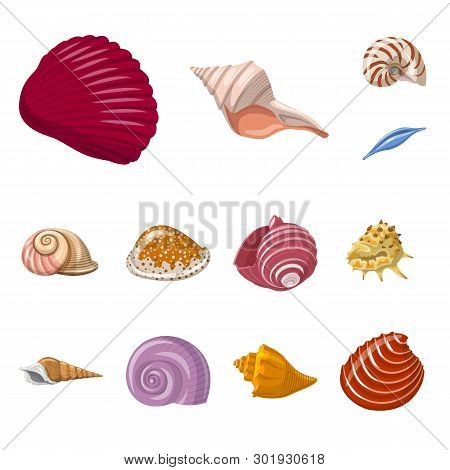 Vector Illustration Of Seashell And Mollusk Icon. Set Of Seashell And Seafood  Vector Icon For Stock