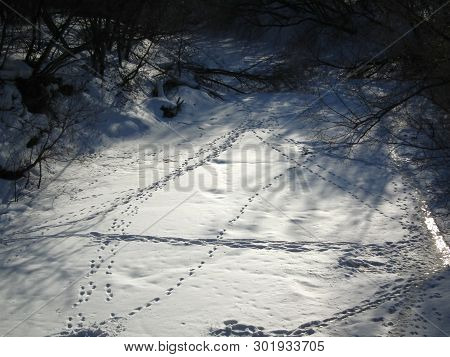 Winter Forest Landscape. Traces Of Animals On The Surface Of The Frozen And Snow-covered River.