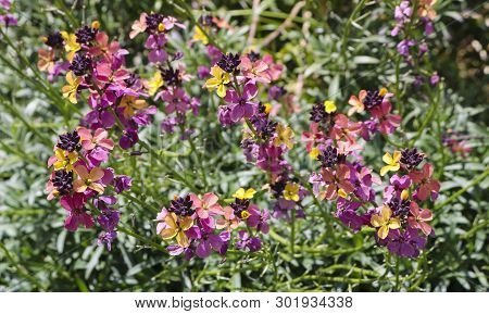 Colourful Erysimum Cultivar `chelsea Jacket` In Spring Garden