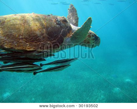 Havskildpadde