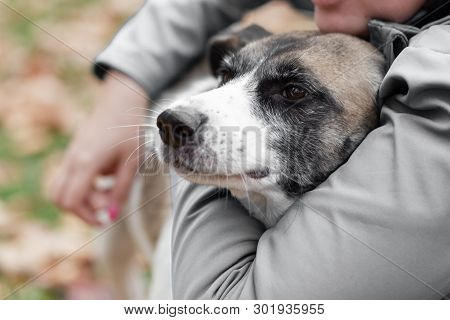 Womans Hands Hug A Dog In The Autumn Forest For A Walk.