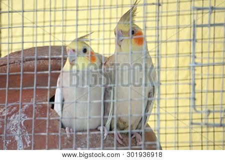 Two Lutino Cocktail Birds Have Looked Outside From The Cage, Birds Are Gray In Color.