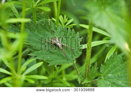 Pisaura Mirabilis, Nursery Web Spider On Nettle Leaf