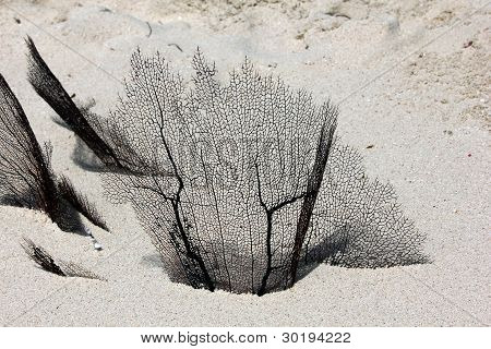 Coral fan