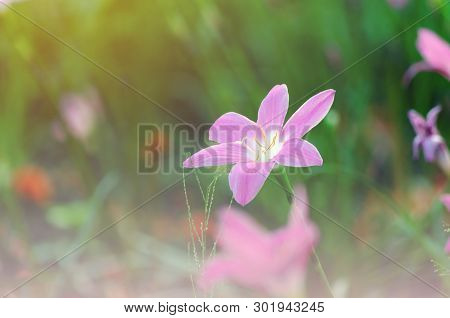 Pink Flowers In A Pastel-style Flower Garden