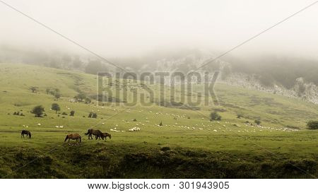 Gorbea Mountain Range, With Fog, In Basque Country, Spain With Herd Of Cows And Sheep On Meadow