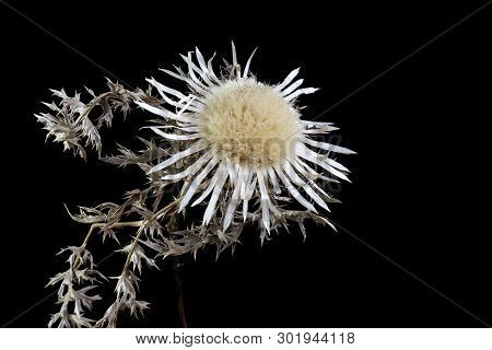 Dried Dwarf Thistle (cirsium Acaule) Over The Black Background,