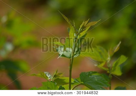 Mulberry Leaves And Plant Cultivation In A Farm In Sabie Graskop Mpumalanga South Africa