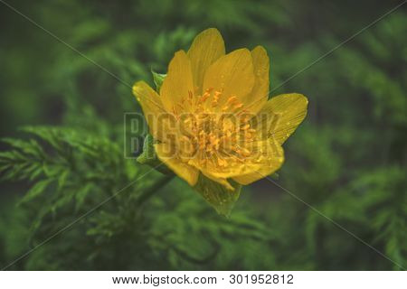 Spring Flowers On A Blurred Background. The Globeflower. Yellow Flowers Trollius Or Globeflower.