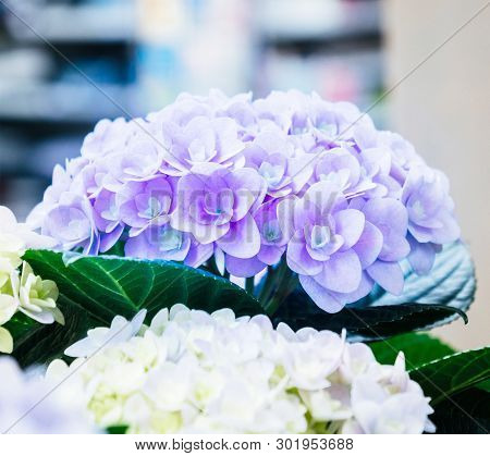 Macro Detail Of Vilet Hydrangea Named Also As Hortensia Is A Genus Of 70-75 Species Of Flowering Pla