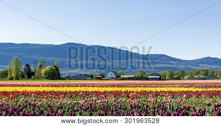 Chilliwack, Canada - April 20, 2019: Big Tulip Flower Field At The Chilliwack Tulip Festival In Brit