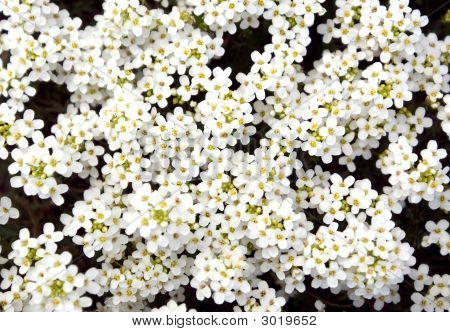 White Flowers