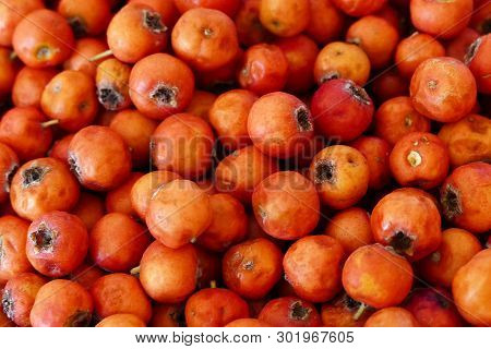 Hawthorn Fruit, Red Hawthorn And Human Health, The Healing Hawthorn Fruit,