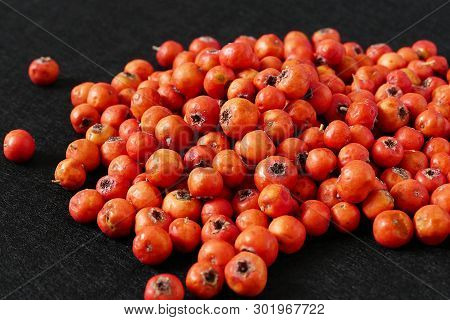 Red Hawthorn Fruit, On Black Background
Medicinal Fruit Red Hawthorn, Alternative Medicine And Hawth