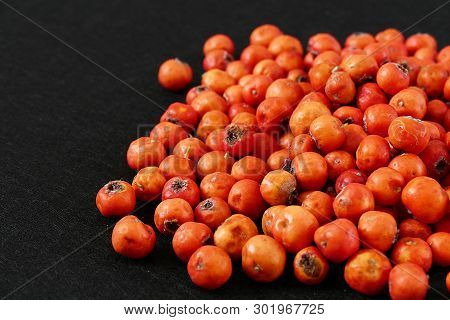 Red Hawthorn Fruit, On Black Background
Medicinal Fruit Red Hawthorn, Alternative Medicine And Hawth
