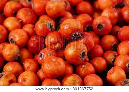 Red Hawthorn Fruit, On Black Background
Medicinal Fruit Red Hawthorn, Alternative Medicine And Hawth