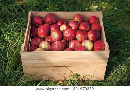 Apples Red Ripe Fruits In Wooden Box On Grass. Apple Harvest Concept. Ripe Organic Fruits In Garden.